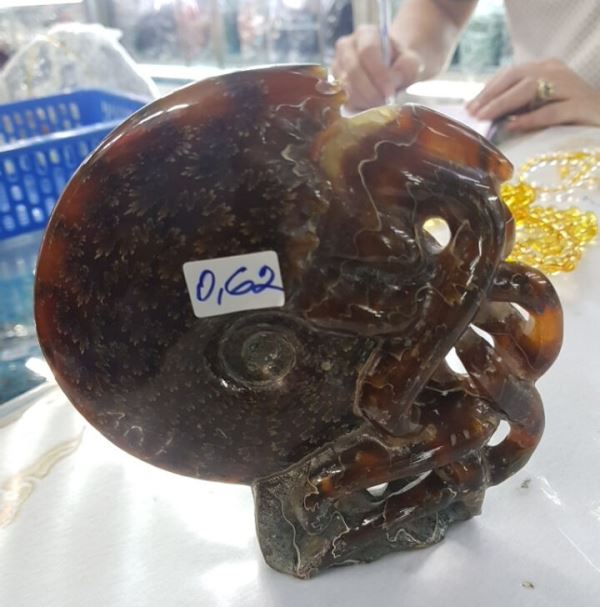 Ốc hóa thạch lớn